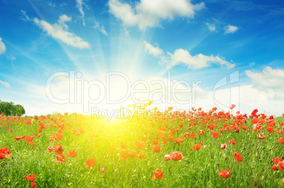 field with poppies and sun on blue sky