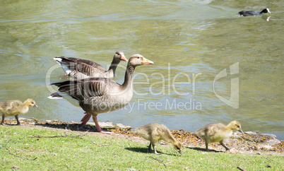 Gänsefamilie