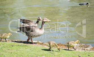 Gänsefamilie