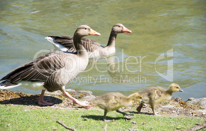 Gänsefamilie