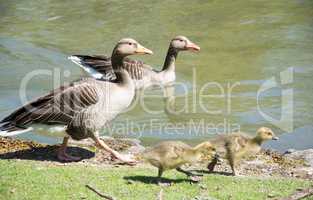 Gänsefamilie