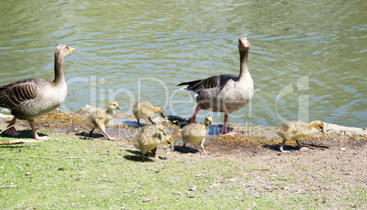 Gänsefamilie