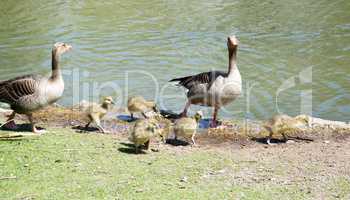 Gänsefamilie