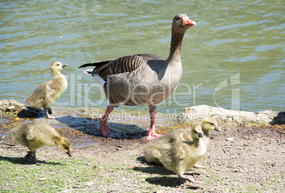 Gänsefamilie