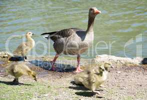 Gänsefamilie