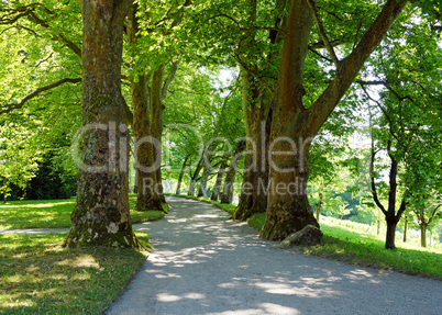 Beautiful trees in the park