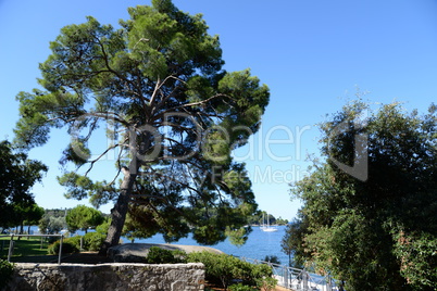 Baum in Rovinj