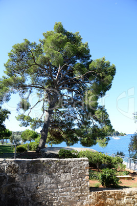 Baum in Rovinj