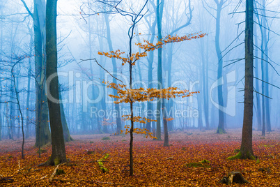 Fantasie Wald mit nebel und orangenem Laub