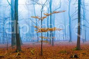 Fantasie Wald mit nebel und orangenem Laub