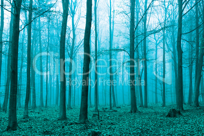 Fantasy Wald im Nebel in Grün