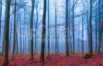 Zauber Wald im nebel in blau und pink