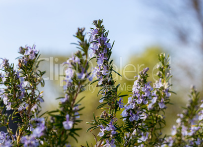 Rosmarinblüte im Frühling makro