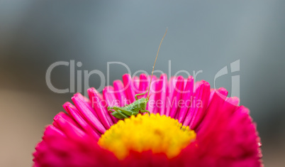 Kleiner Grashüpfer sitz in einer Blume