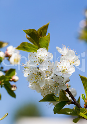 Apfelbaumblüte vor blauem Himmel makro