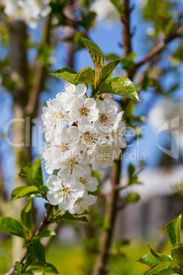 Apfelbaumblüte vor blauem Himmel makro