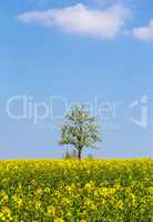 Rapsfeld mit Apfelbaum und blauem Himmel