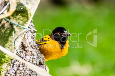 Webervogel schaut um den Baum herum