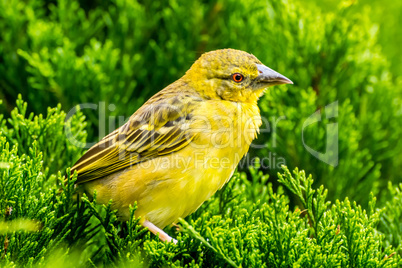 gelber Webervogel