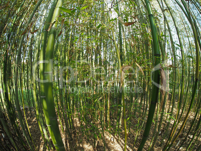 Bamboo tree