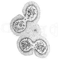 Black and white Lily anther micrograph