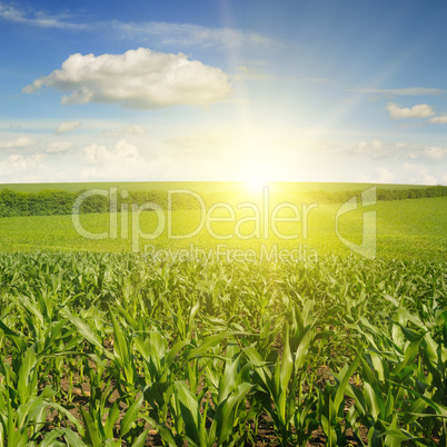 Beautiful sunset on corn field