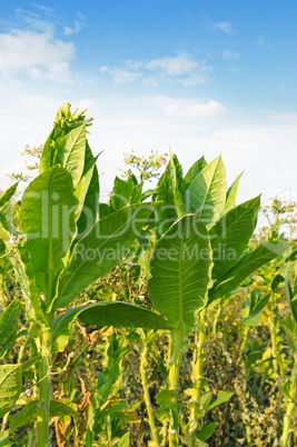 flowering tobacco on the field