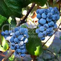Bunches of grapes on the vine