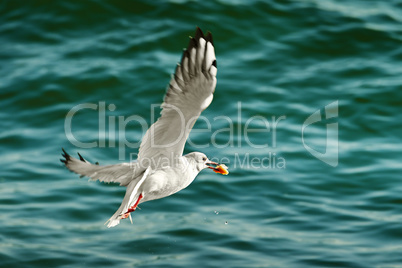 seagull with food in beak