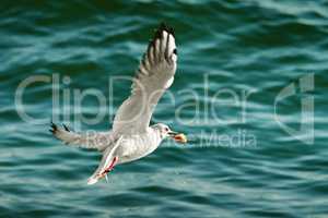 seagull with food in beak