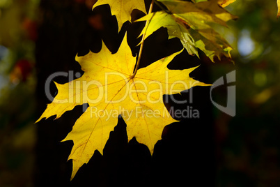 yellow autumn leaves on dark background