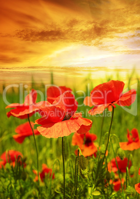 poppies field in rays sun