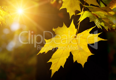 Autumn maple leaf in the sun