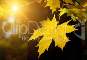 Autumn maple leaf in the sun