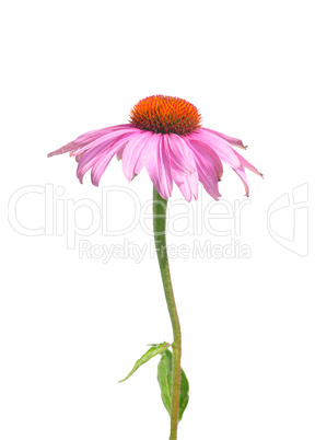 Purpur-Sonnenhut (Echinacea purpurea)