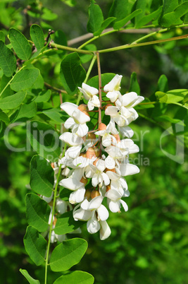 Robinie (Robinia pseudoacacia)