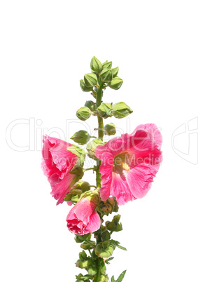 Stockrose (Alcea rosea)