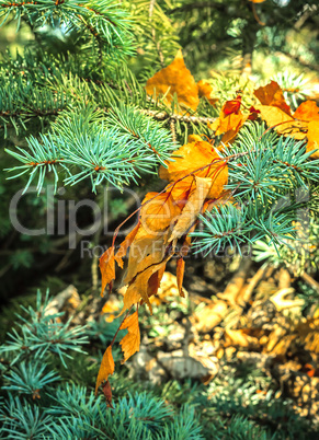 Dry branch with yellow leaves
