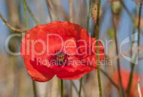 Mohn, Himmel und Gerste - farbliche Harmonie