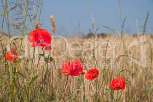 Mohn, Himmel und Gerste - farbliche Harmonie