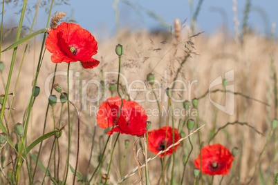 Mohn, Himmel und Gerste - farbliche Harmonie