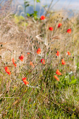 Mohn, Himmel und Gerste - farbliche Harmonie