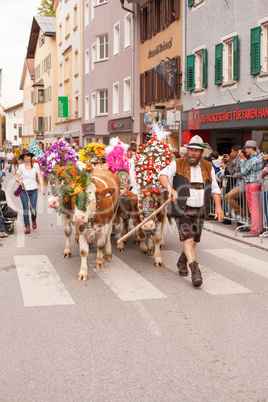 Kufstein/Austria/ Tirol-19.September:Bauer mit Dekorierte Kühe beim Almabtrieb in Kufstein / Austria