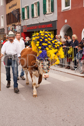 Kufstein/Austria/ Tirol-19.September:Bauer mit Dekorierte Kühe beim Almabtrieb in Kufstein / Austria