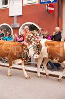 Kufstein/Austria/ Tirol-19.September:Dekorierte Kuh beim Almabtrieb in Kufstein / Austria