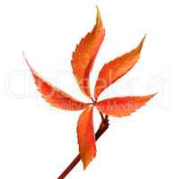 Orange autumnal grapes leaf (Parthenocissus quinquefolia foliage