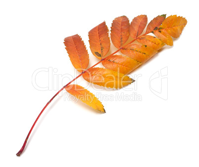 Autumn leaf of rowan on white background