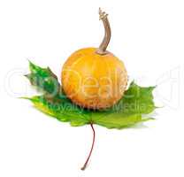 Orange decorative pumpkin on maple-leaf