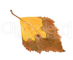 Dried yellowed autumn leaf of birch