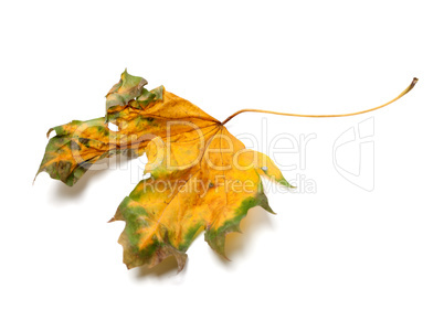 Autumn yellowed dry maple-leaf on white background